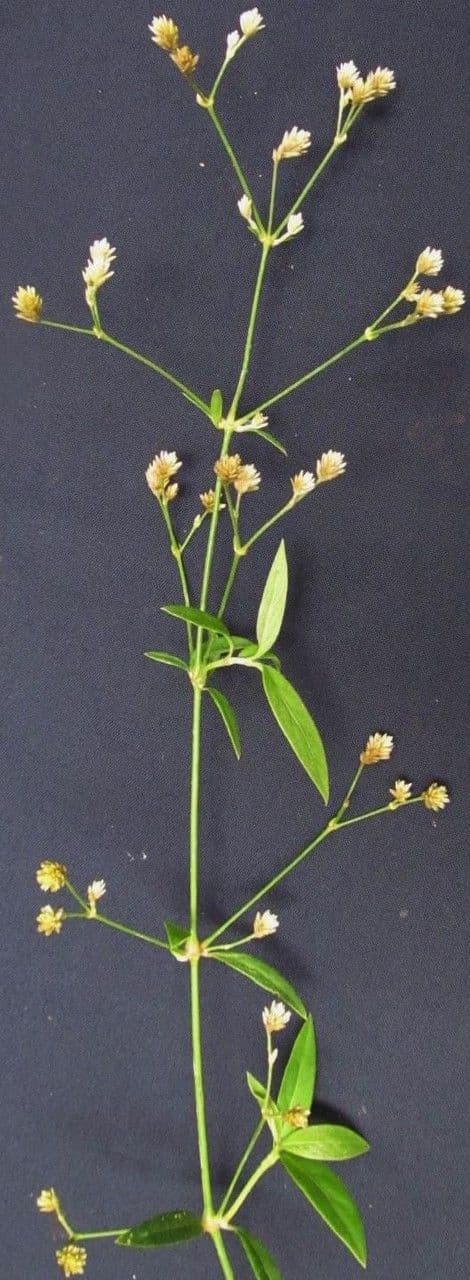 Alternanthera 4