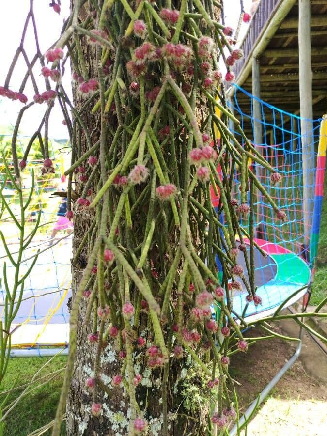 Rhipsalis 3