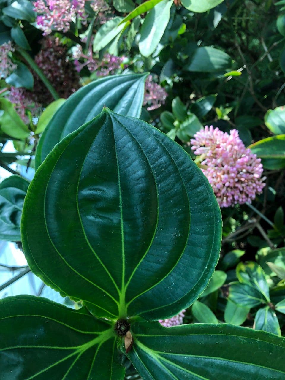 Medinilla 18