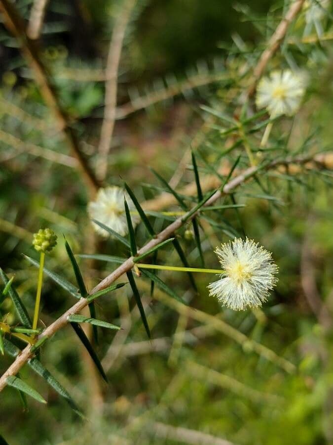 Acacia buisson 5