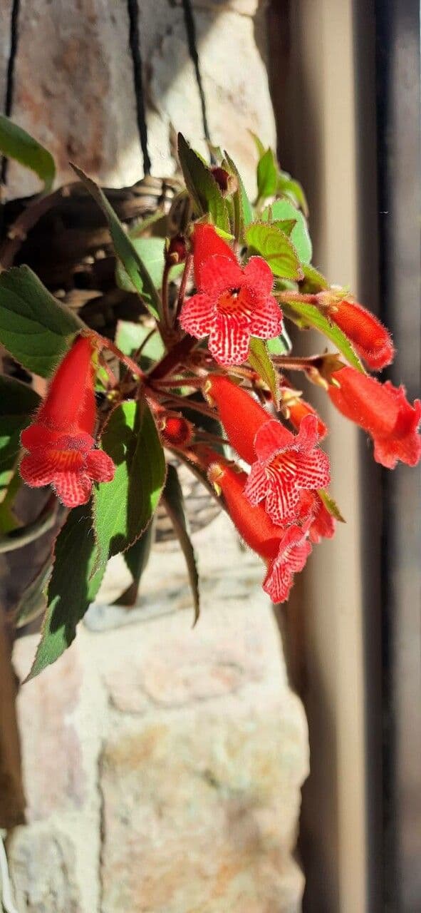 Kohleria spicata 6