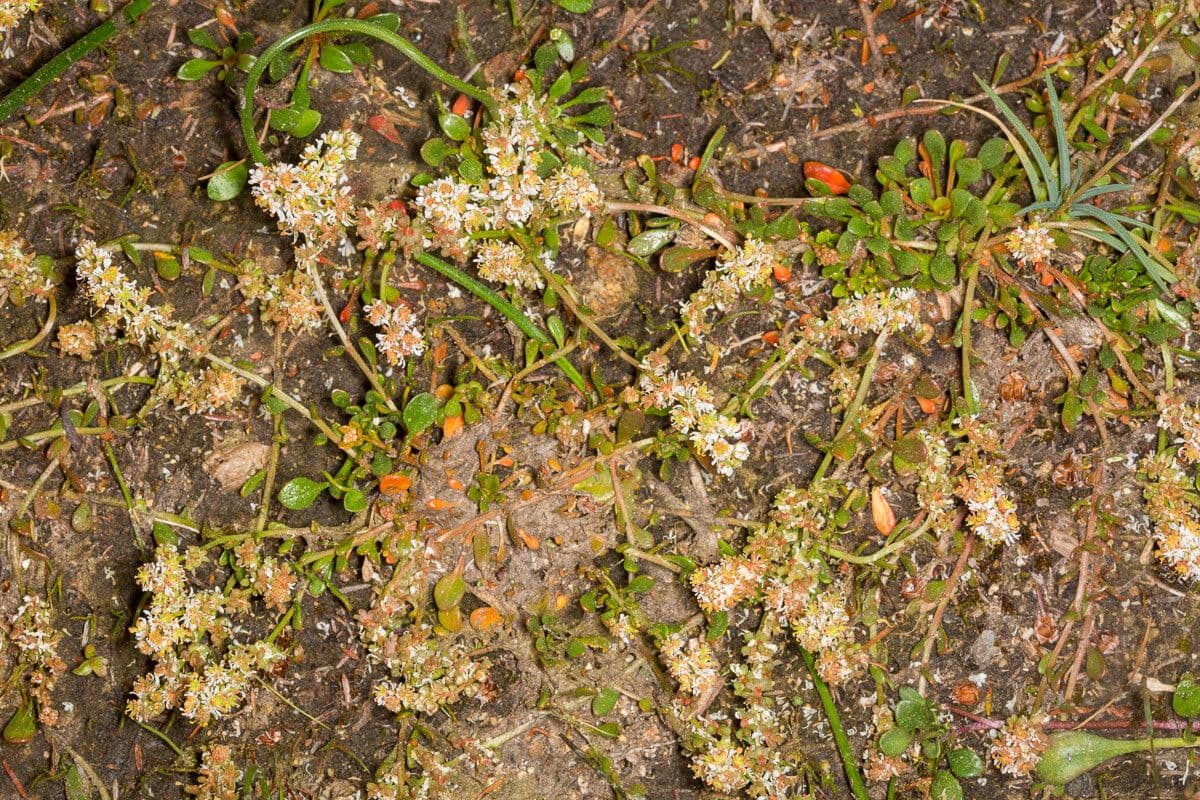 Sesamoides 2