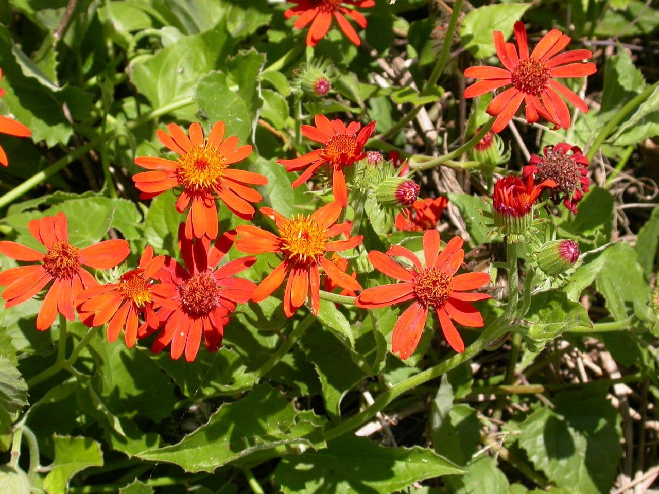 Tithonia rotundifolia 6