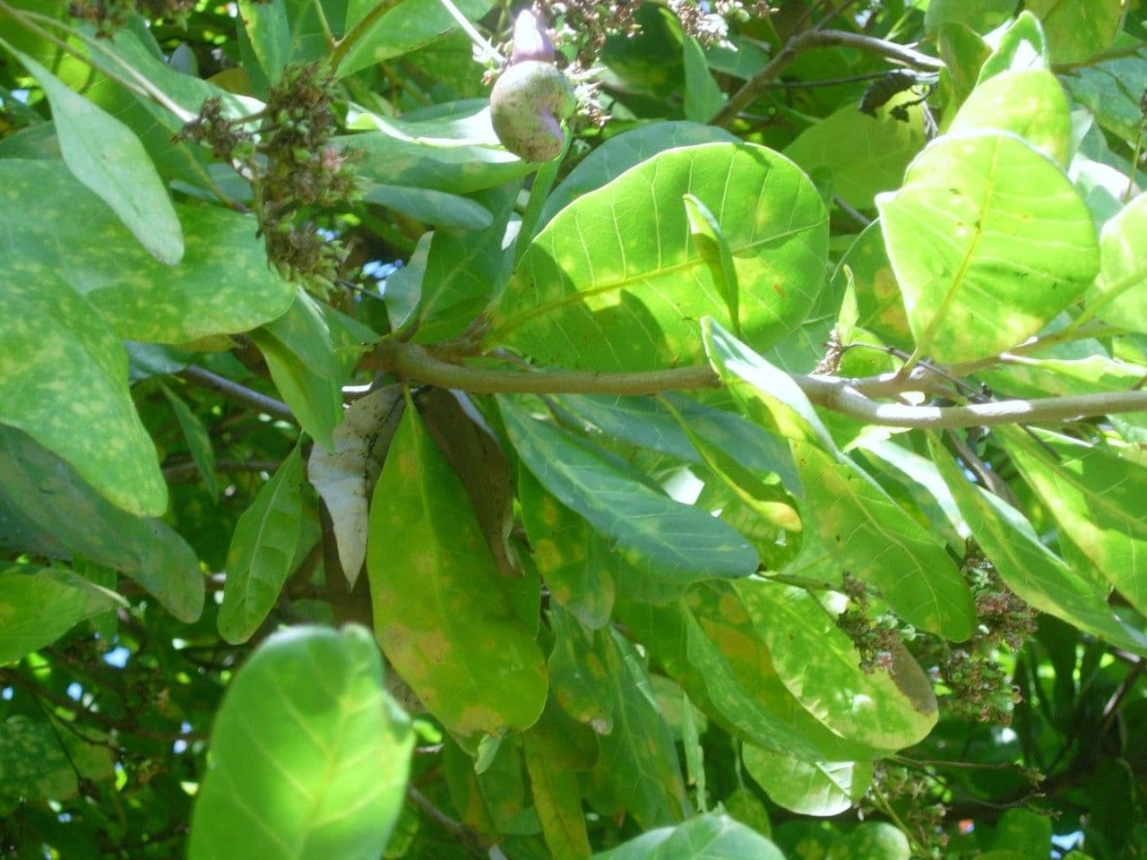 Anacardio 28