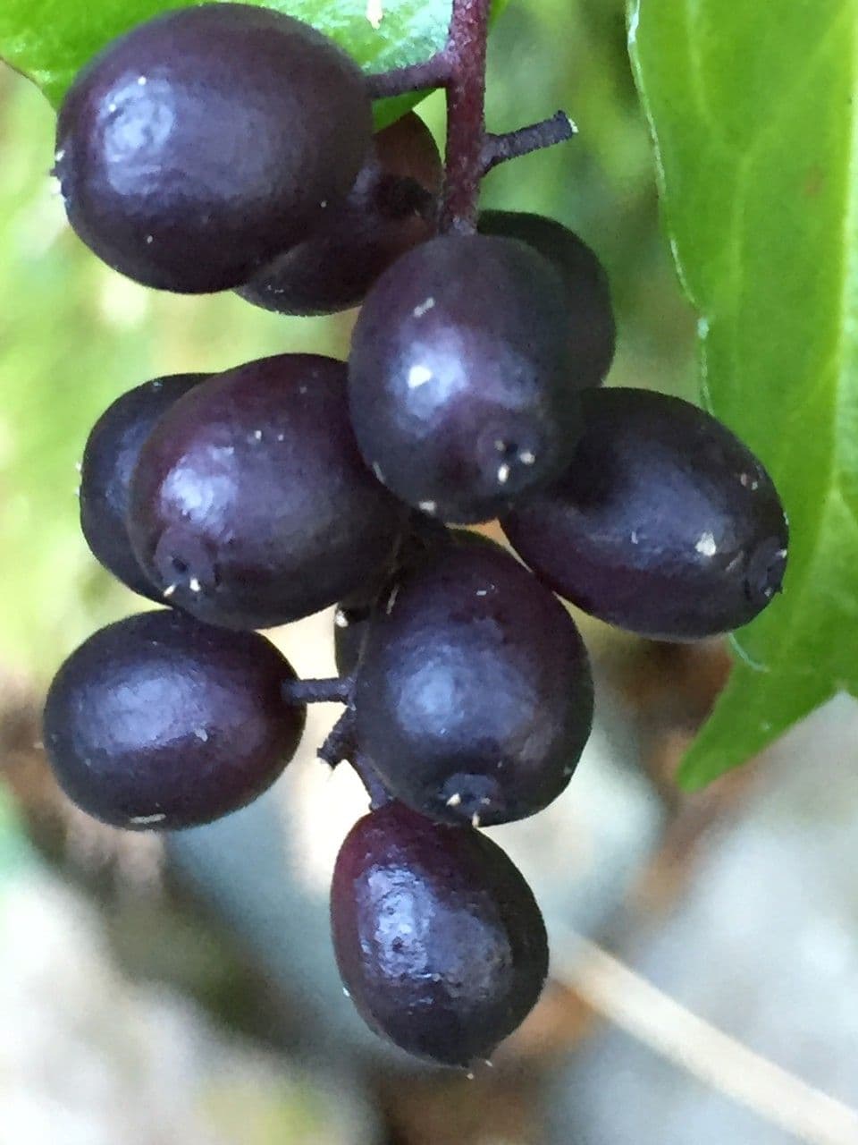 Griselinia 4