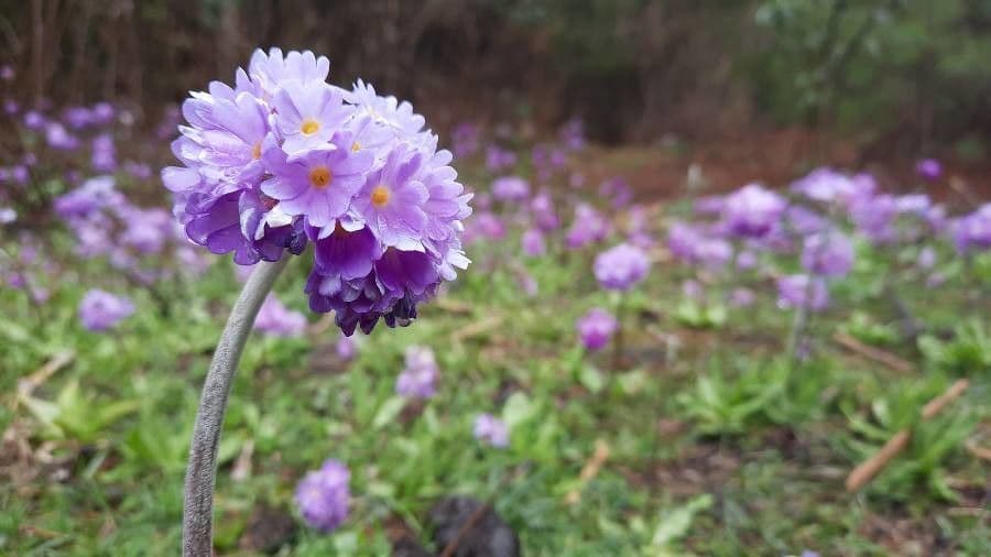 Primula denticolata 2