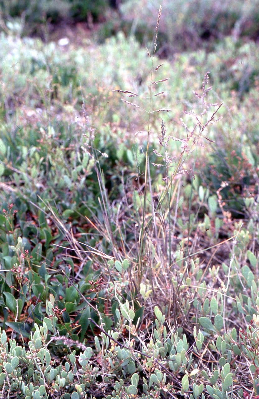Andelgras 14