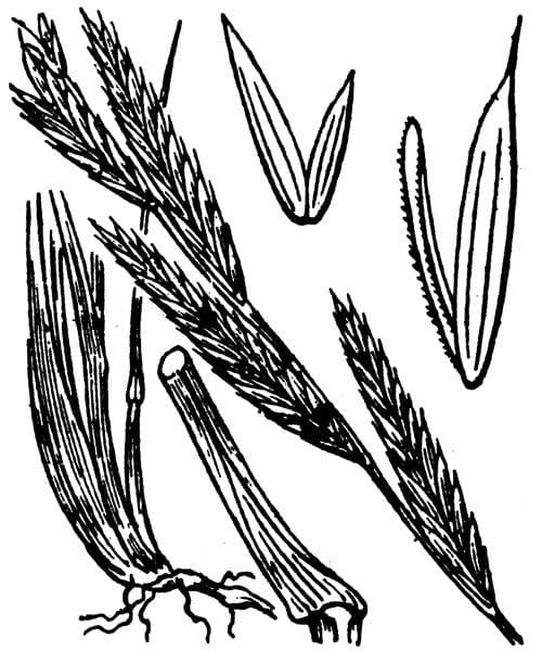 Brachypode phénicoïde 22