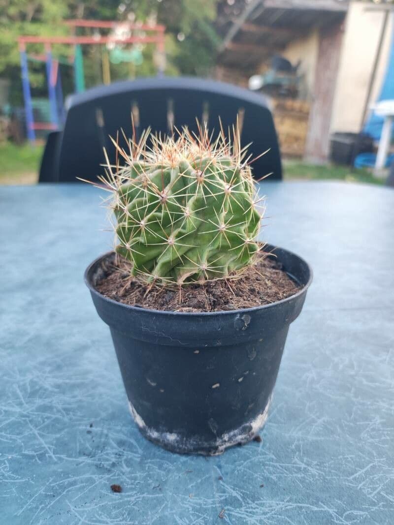 Thelocactus setispinus 10