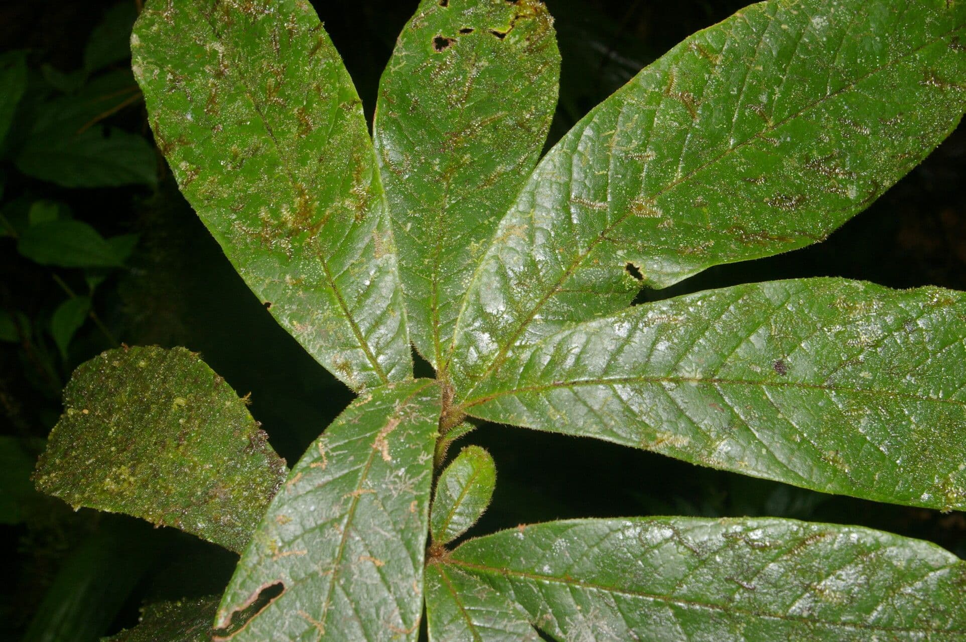 Meliosma 8