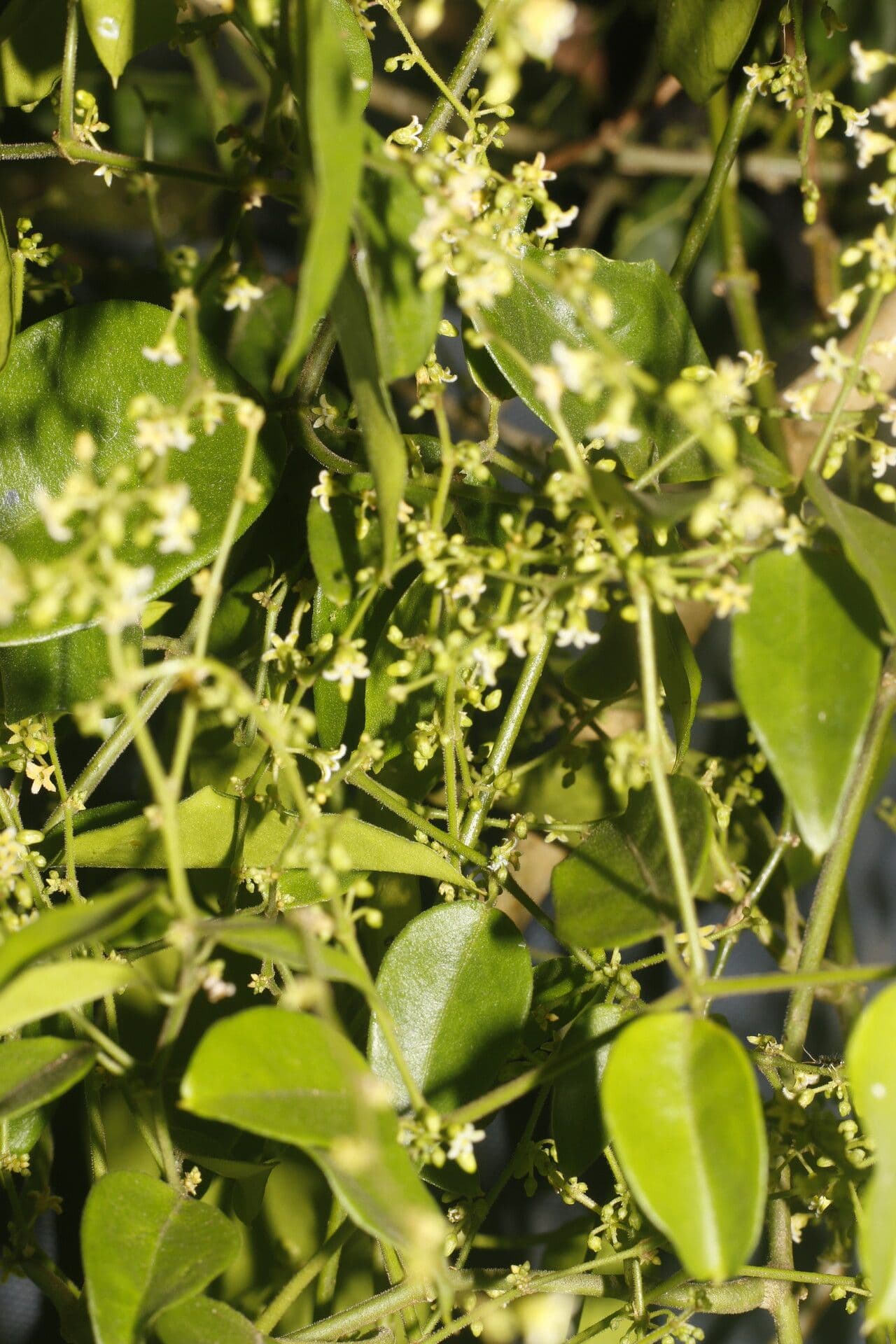 Tassadia 6