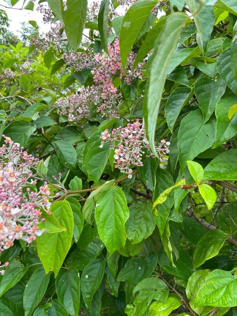 Banisteriopsis muricata 9