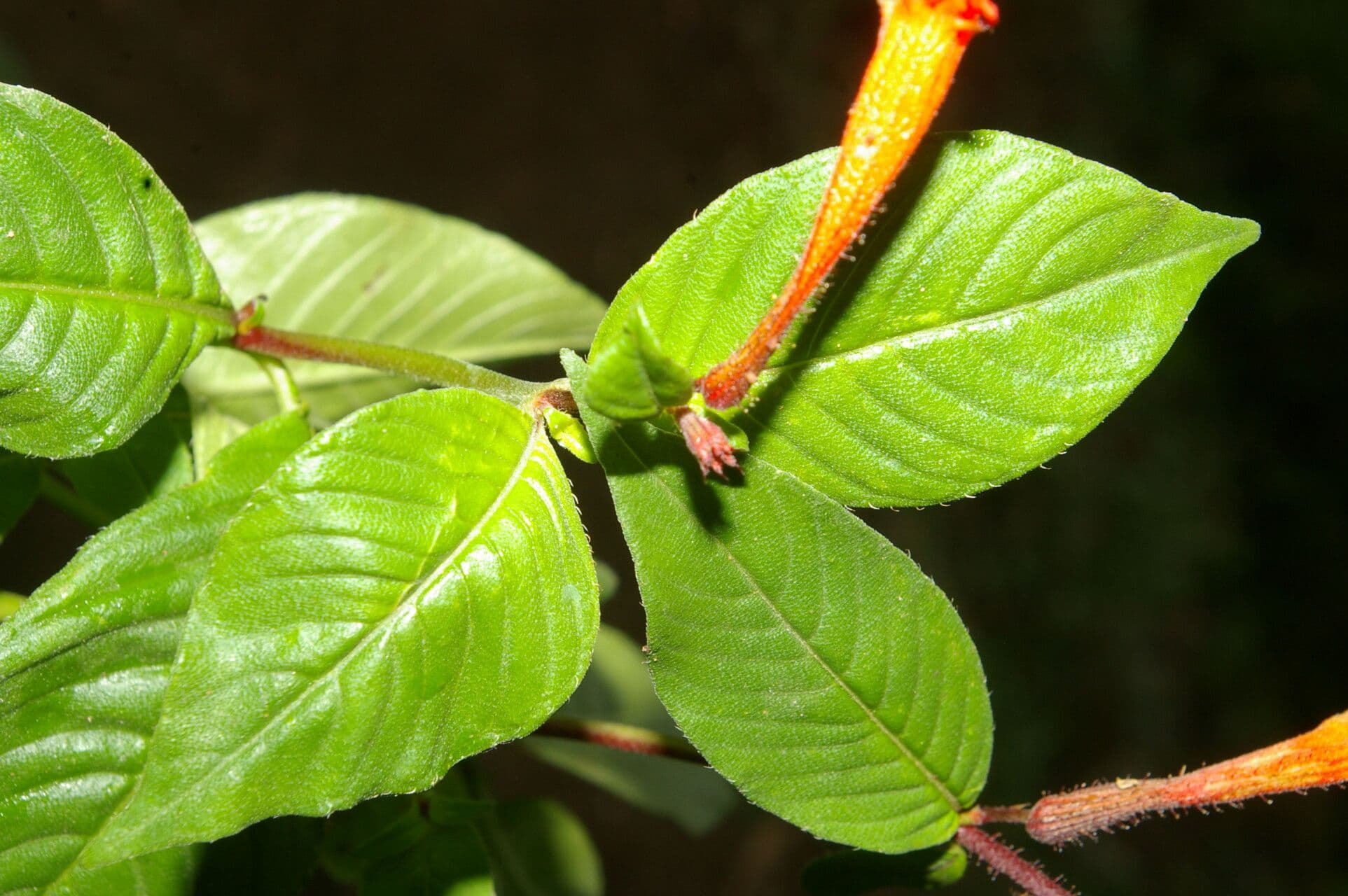 Cuphea appendiculata 3