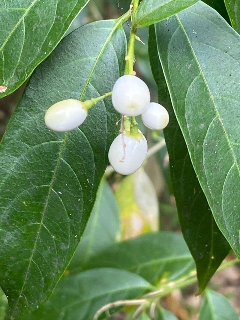 Cestrum nocturno 3