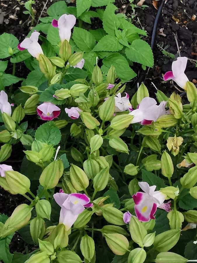 Torenia 24