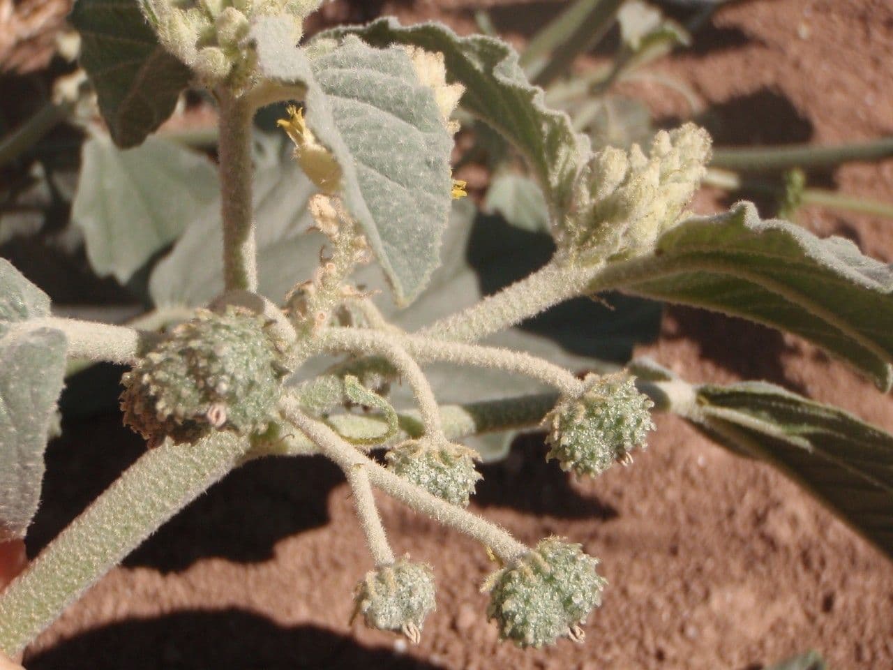 Chrozofora 24