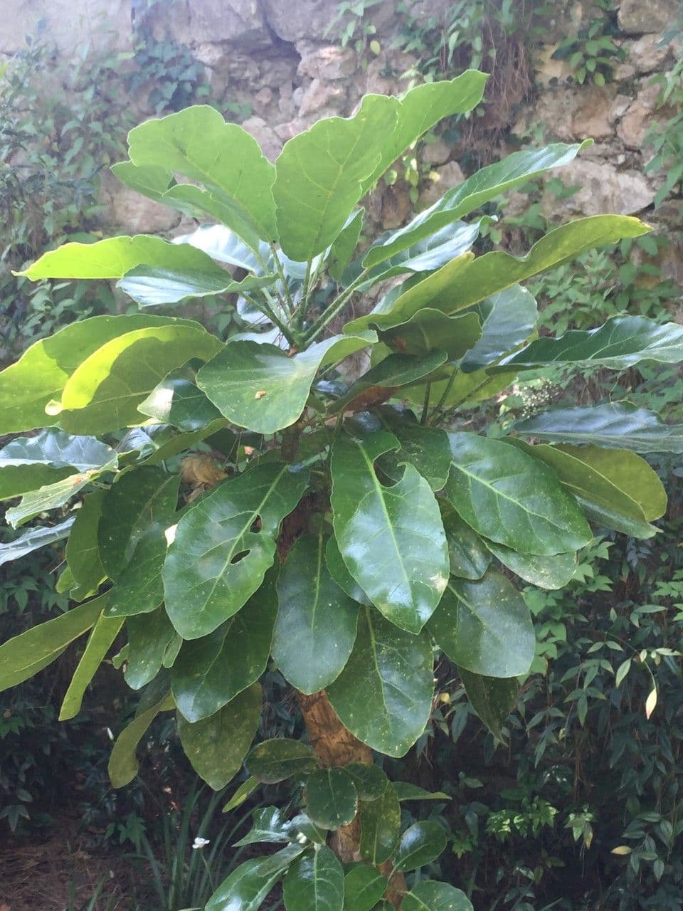 Meryta 9