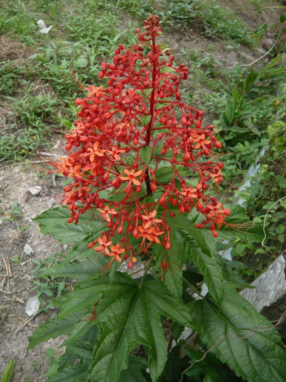 Lantana paniculata 24