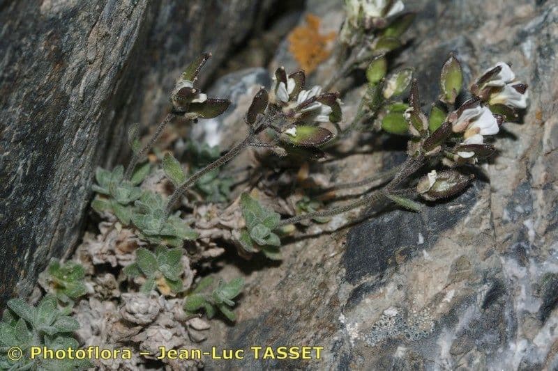 Draba douteuse 10