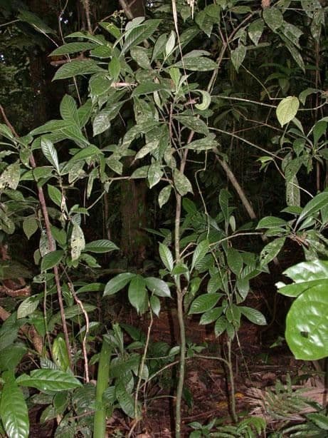Psychotria 6