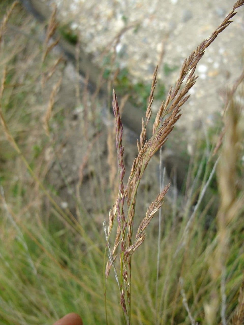 Festuca blu 5