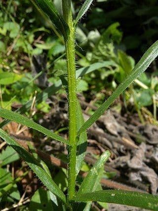 Liatris 18