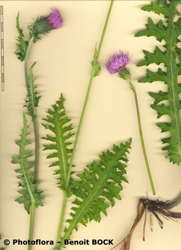 Cirsium filipendulum 19