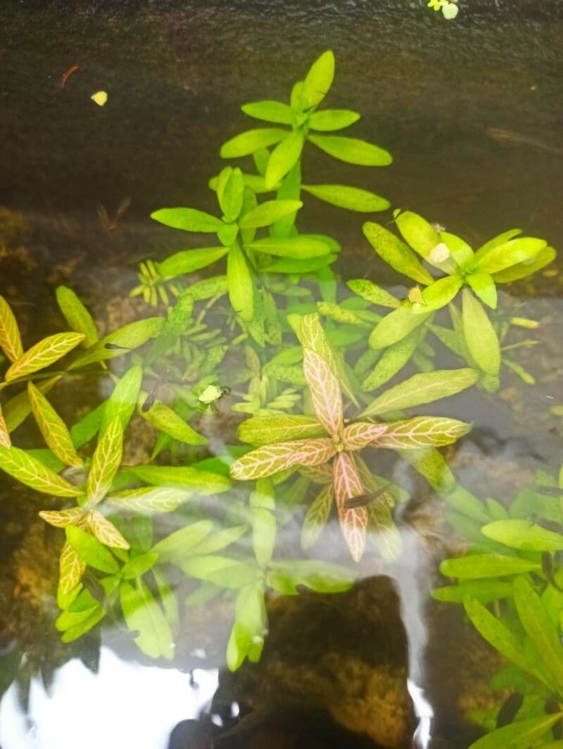 Hygrophila polysperma 4