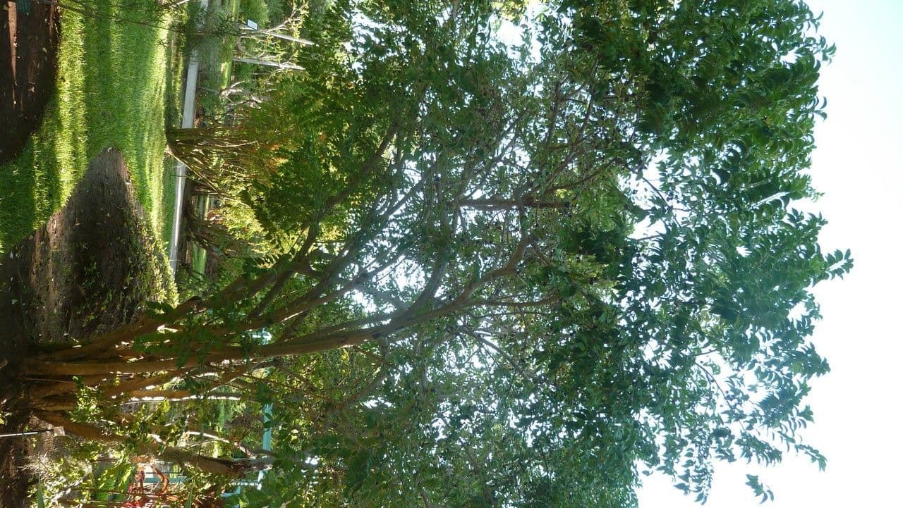 Dovyalis del Ceylon 8