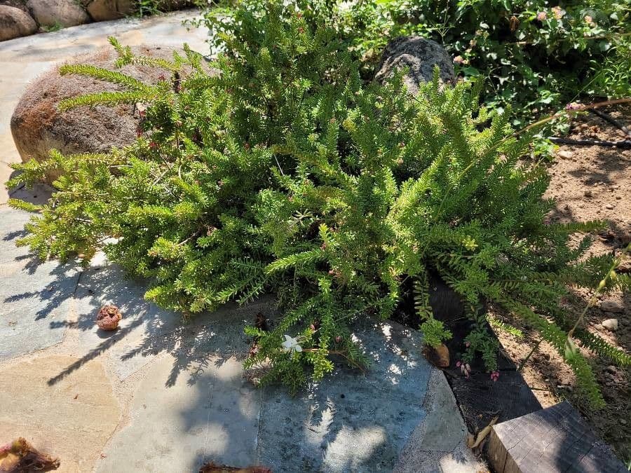 Grevillea lanosa 9