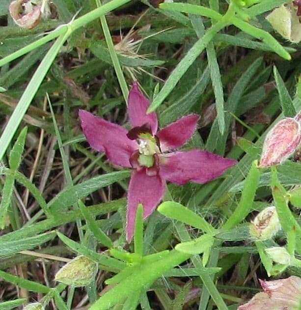 Krameria lanceolata 4