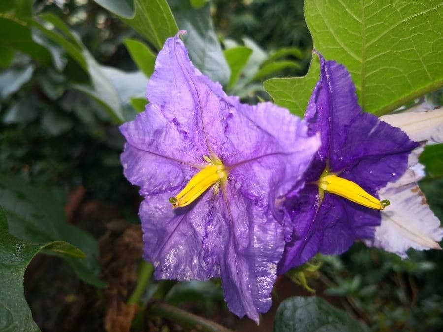 Solanum di Wright 2