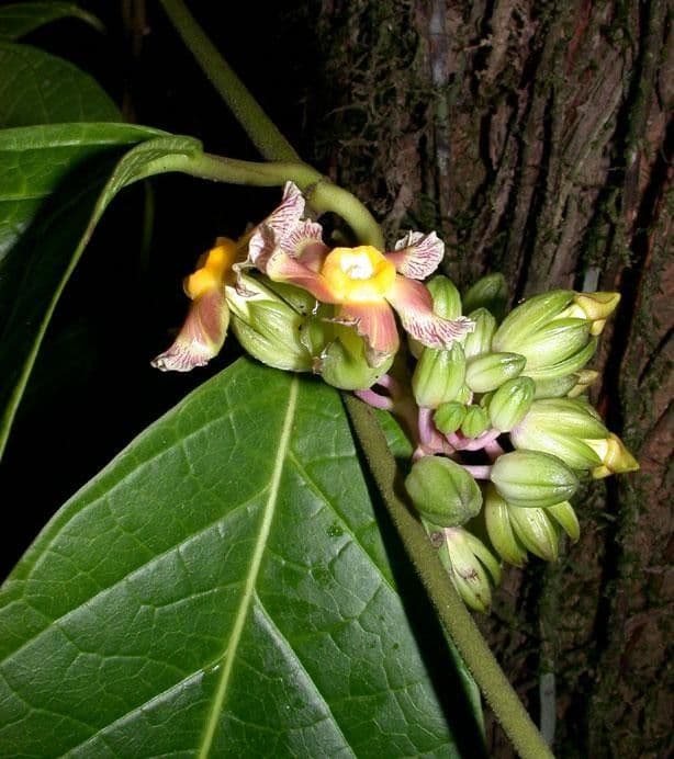 Prestonia portobellensis 17