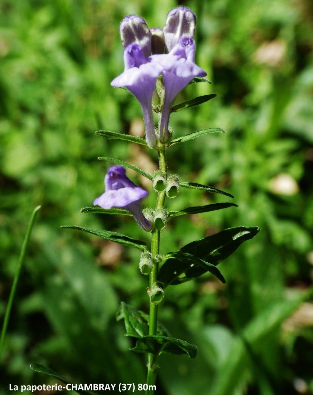 Scutellaria hastata