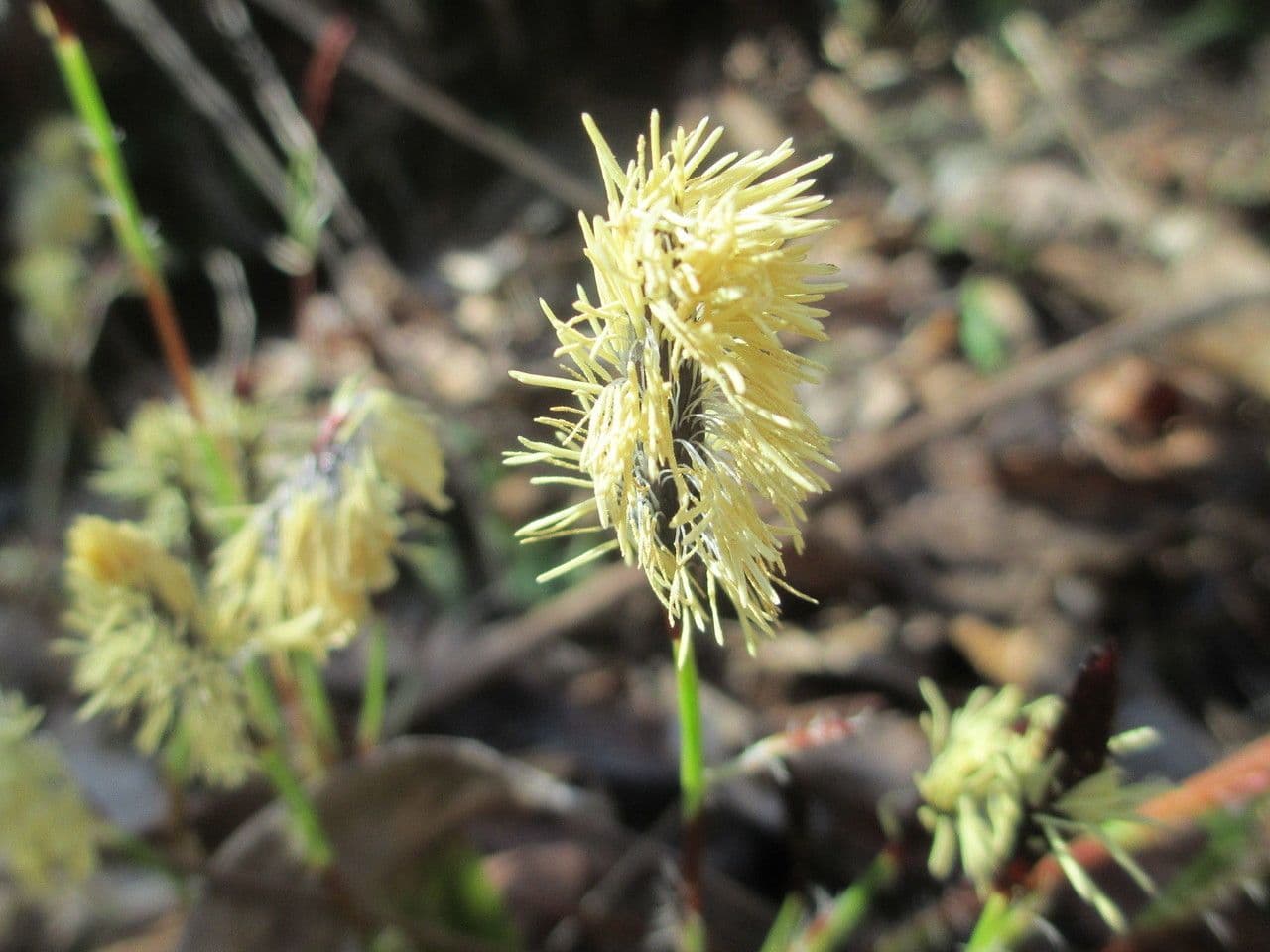 Plantainleaf sedge