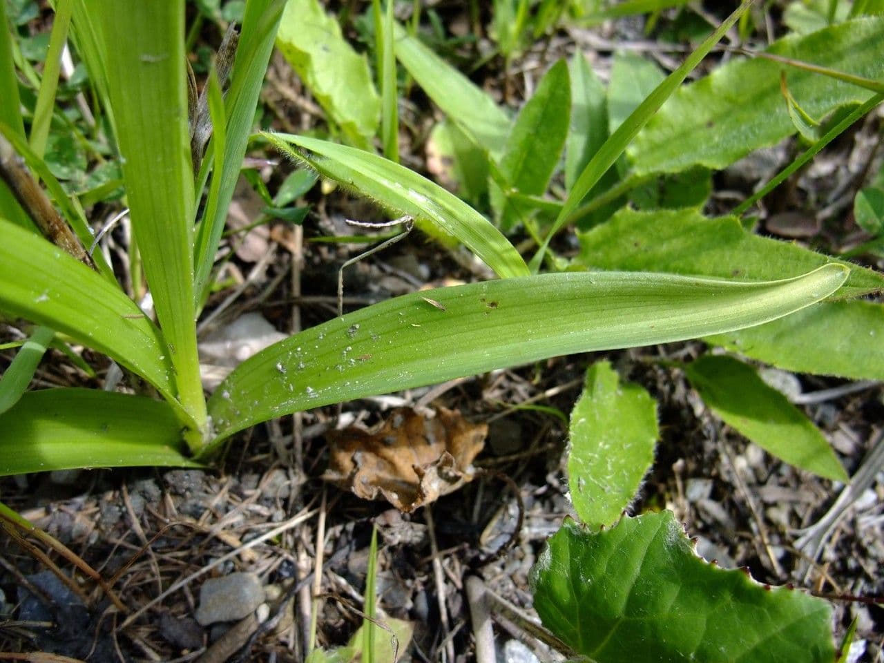 Manina profumata 12