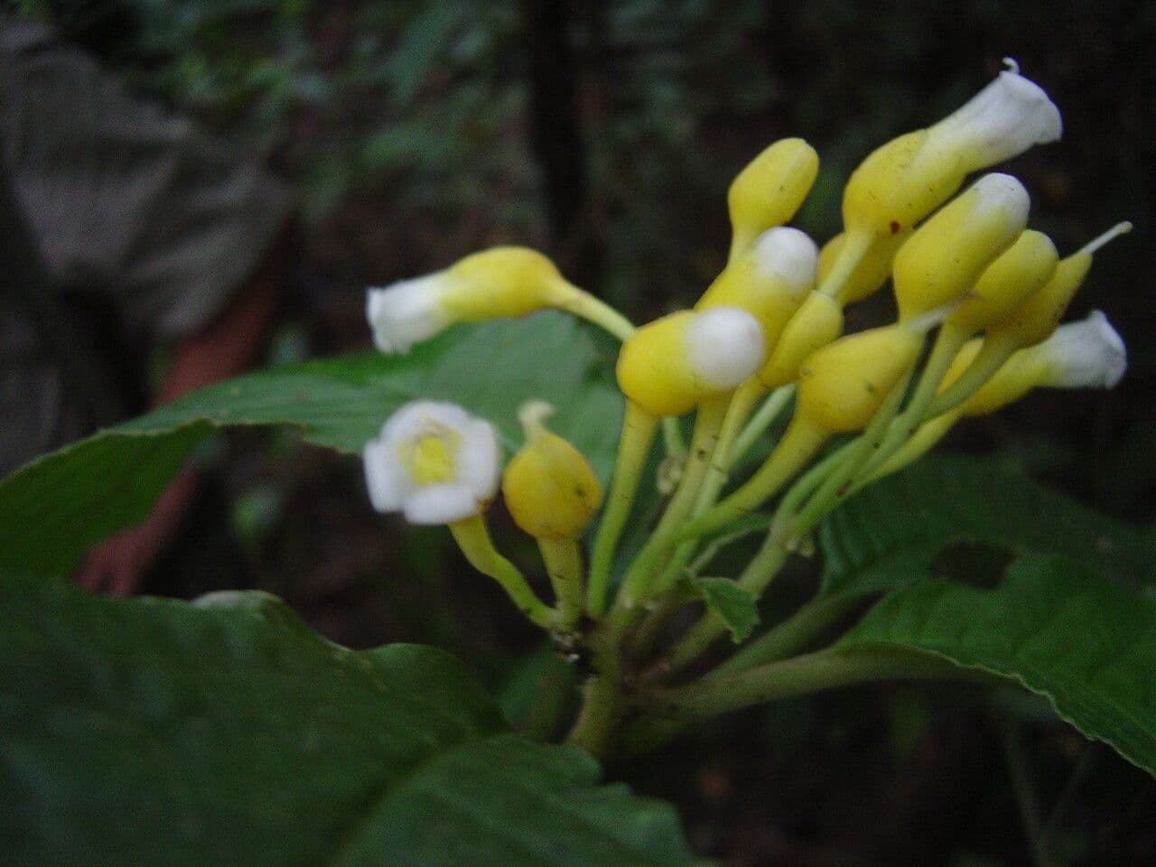 Besleria 5