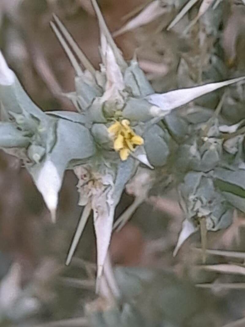 Cornulaca 3
