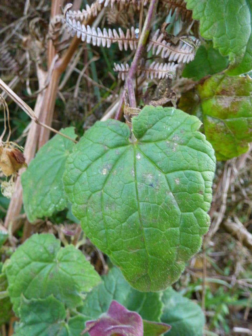 Lophospermum 12