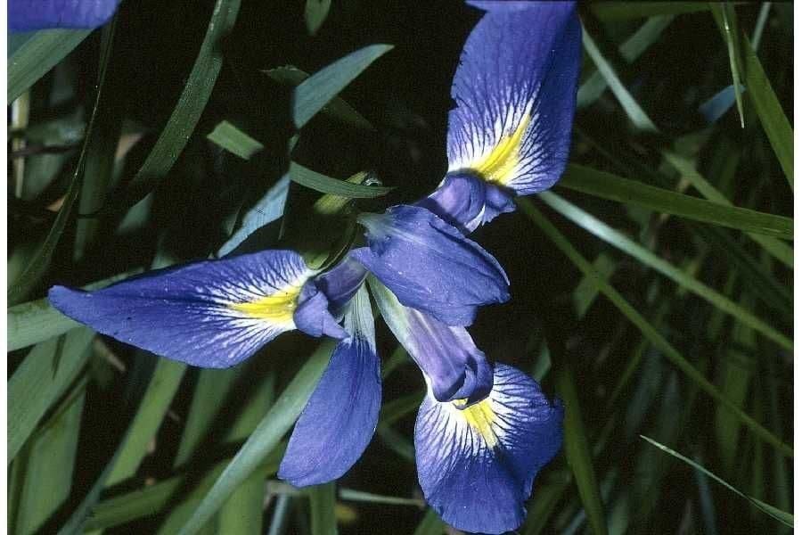 Iris prismatica 2