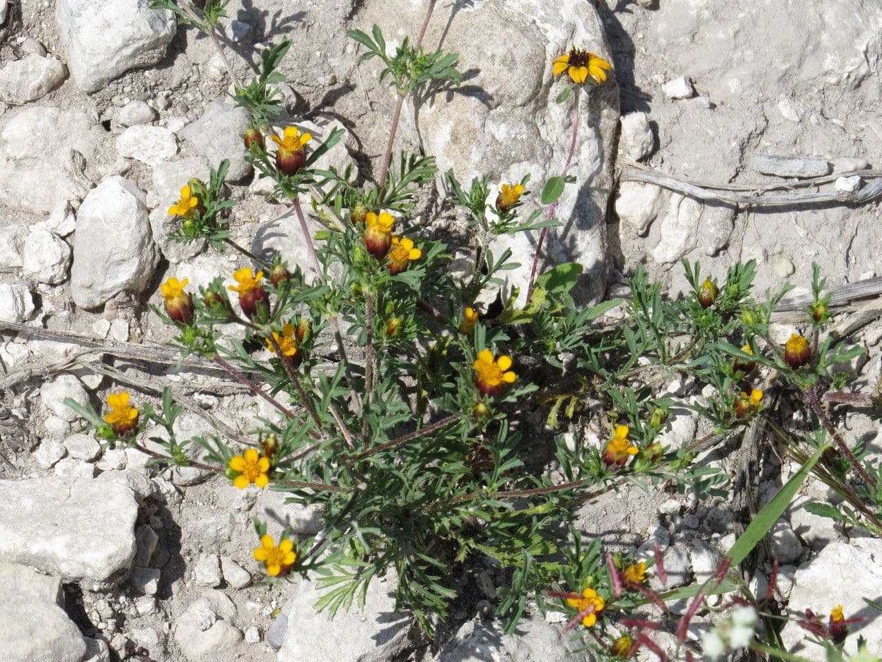 Dyssodia 6