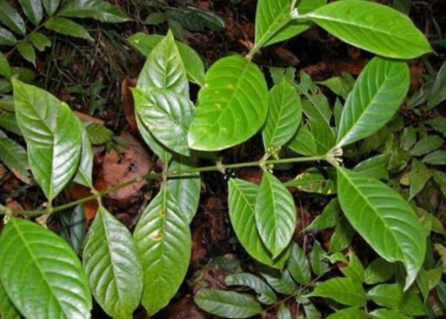 Ronabea latifolia 12