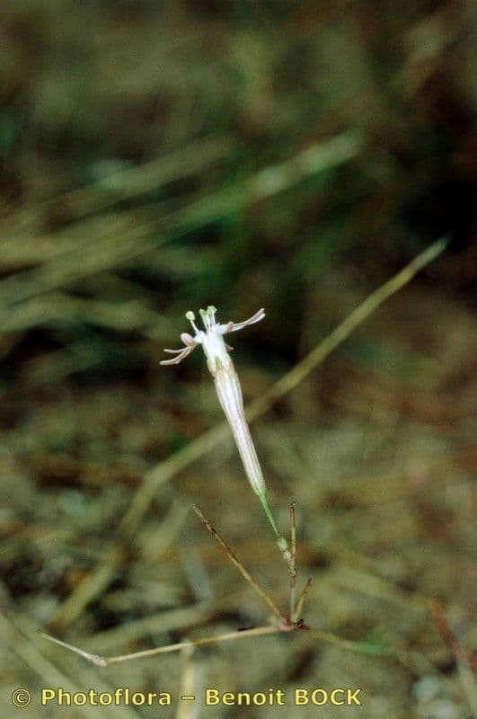 Silene portensis 21