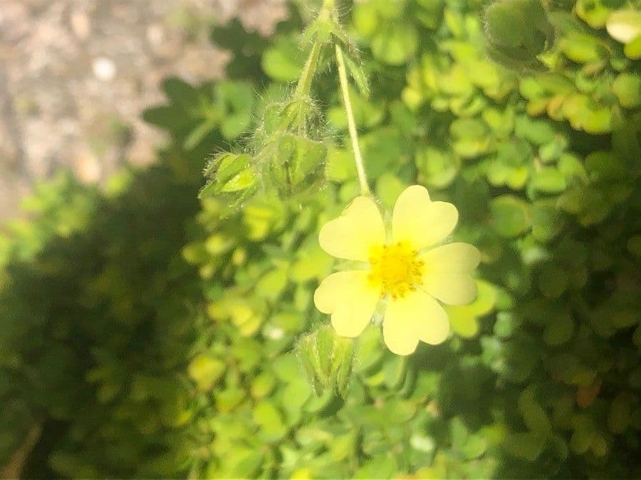 Mochna