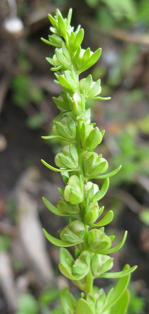 Veronica forestiera 30