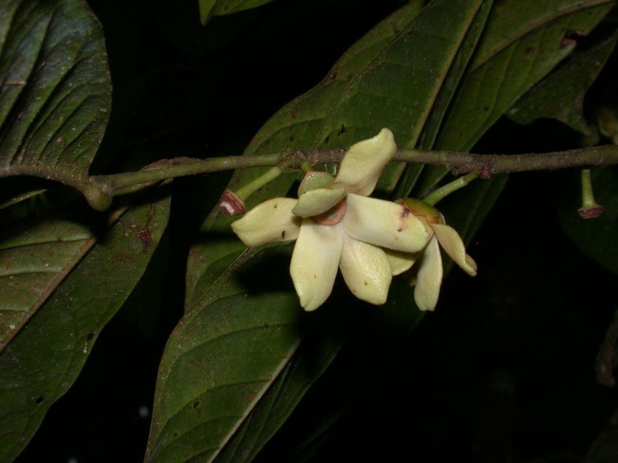 Guatteria 25