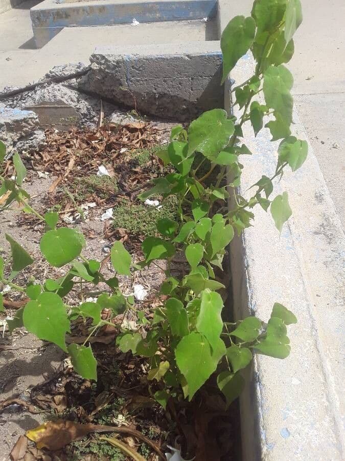 Abutilon 24