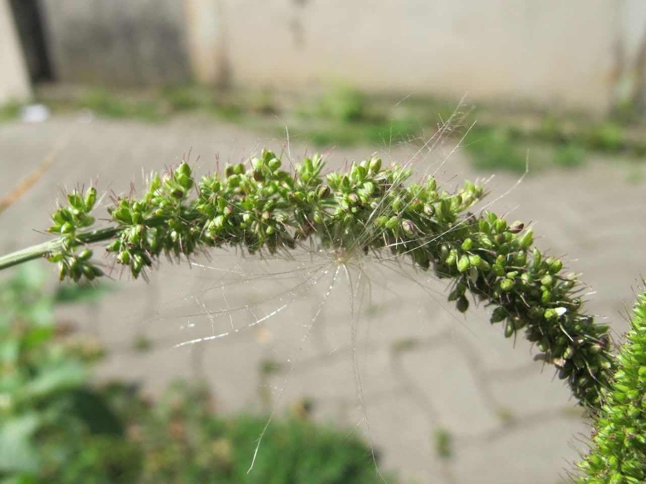 Pabbio verticillato 27