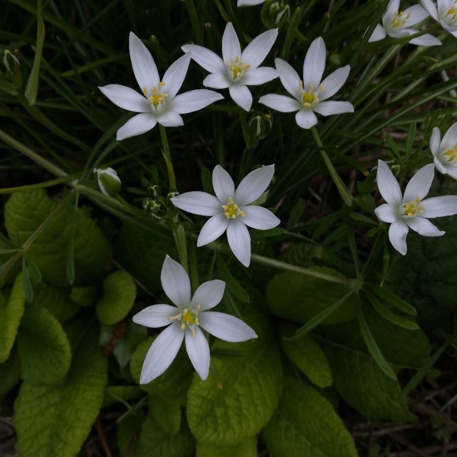 Ornithogale branchu 6