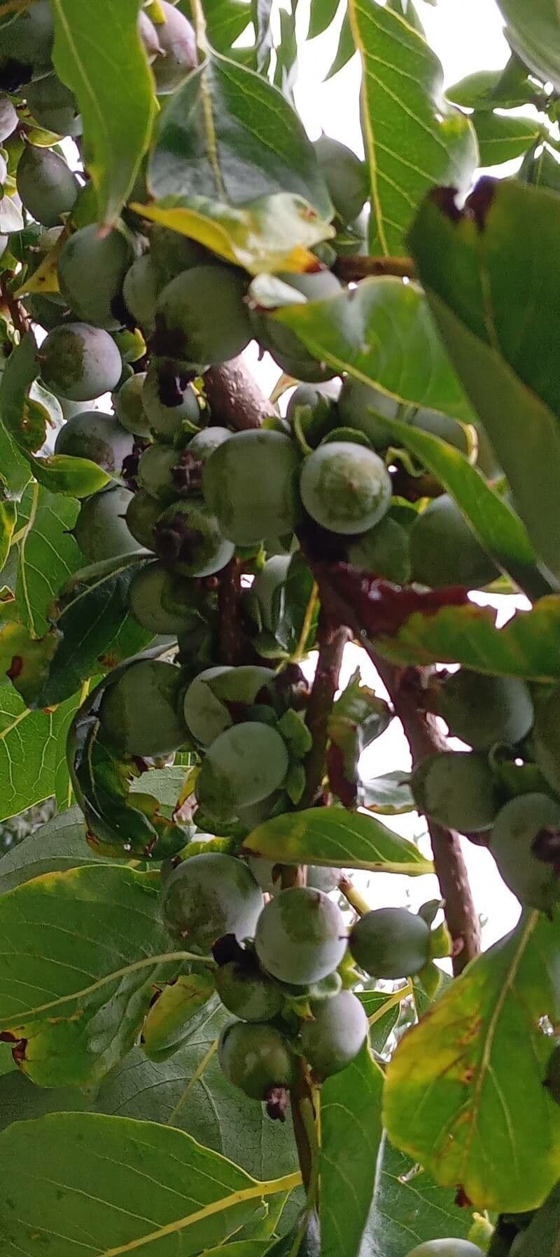 Diospyros 2